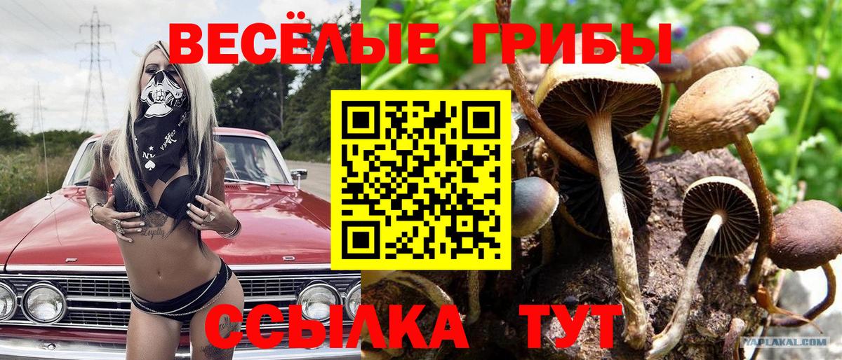Галлюциногенные грибы ЛСД Курчатов